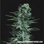 Kalashnikov Original Feminized Marijuana Strain by Kalashnikov Seeds For Sale Online at Cannabis Seeds Outlet