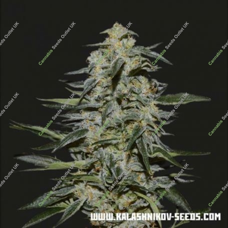 Katyusha Feminized Marijuana Strain by Kalashnikov Seeds For Sale Online at Cannabis Seeds Outlet