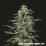 Katyusha Feminized Marijuana Strain by Kalashnikov Seeds For Sale Online at Cannabis Seeds Outlet