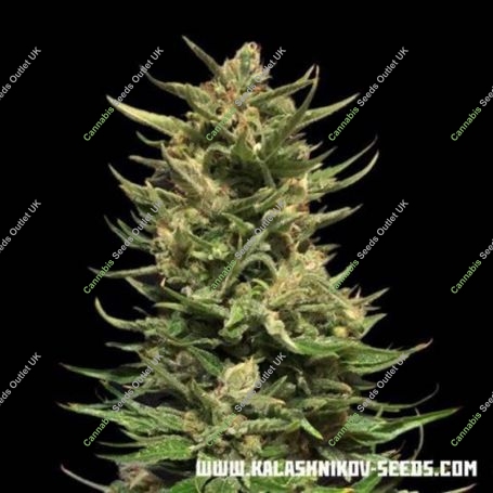Kuban Doctor CBD Feminized Marijuana Strain by Kalashnikov Seeds For Sale Online at Cannabis Seeds Outlet