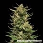 Kuban Doctor CBD Feminized Marijuana Strain by Kalashnikov Seeds For Sale Online at Cannabis Seeds Outlet