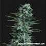 Kubanskiy Ubiyza Feminized Marijuana Strain by Kalashnikov Seeds For Sale Online at Cannabis Seeds Outlet
