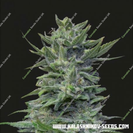 Lavanda Cream Feminized Marijuana Strain by Kalashnikov Seeds For Sale Online at Cannabis Seeds Outlet
