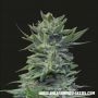 Lavanda Cream Feminized Marijuana Strain by Kalashnikov Seeds For Sale Online at Cannabis Seeds Outlet