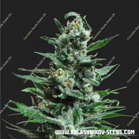 Moscow Blueberry Auto Feminized Marijuana Strain by Kalashnikov Seeds For Sale Online at Cannabis Seeds Outlet