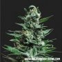 Moscow Blueberry Auto Feminized Marijuana Strain by Kalashnikov Seeds For Sale Online at Cannabis Seeds Outlet