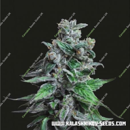 Moscow Blueberry Feminized Marijuana Strain by Kalashnikov Seeds For Sale Online at Cannabis Seeds Outlet