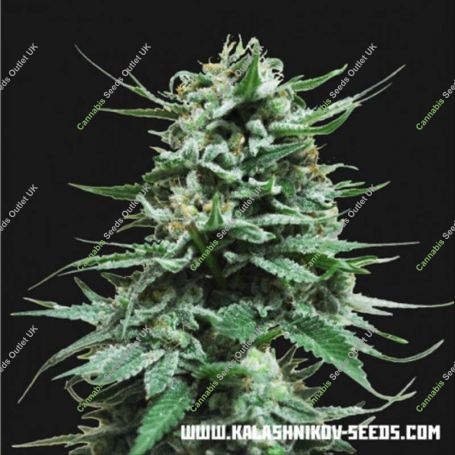 Kalashnikov Seeds Cannabis Strain Northern Russian Auto Feminized Marijuana Seeds Original Collector Souvenir Authentic Packagin