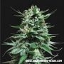 Kalashnikov Seeds Cannabis Strain Northern Russian Auto Feminized Marijuana Seeds Original Collector Souvenir Authentic Packagin