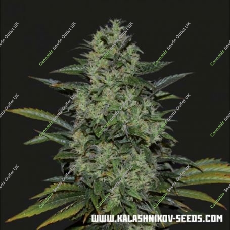 Power Russian Feminized Marijuana Strain by Kalashnikov Seeds For Sale Online at Cannabis Seeds Outlet