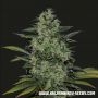 Power Russian Feminized Marijuana Strain by Kalashnikov Seeds For Sale Online at Cannabis Seeds Outlet