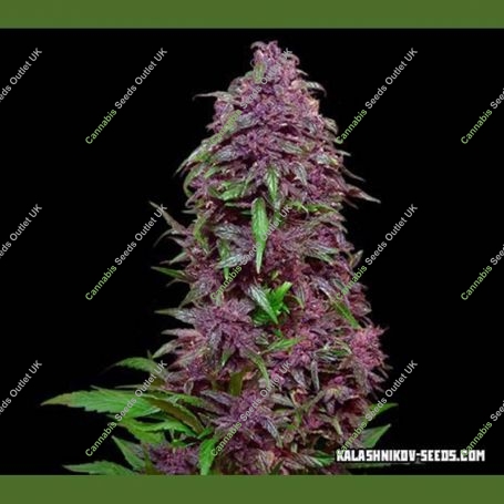 Purple Mazar Auto Feminized Marijuana Strain by Kalashnikov Seeds For Sale Online at Cannabis Seeds Outlet