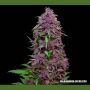 Purple Mazar Auto Feminized Marijuana Strain by Kalashnikov Seeds For Sale Online at Cannabis Seeds Outlet
