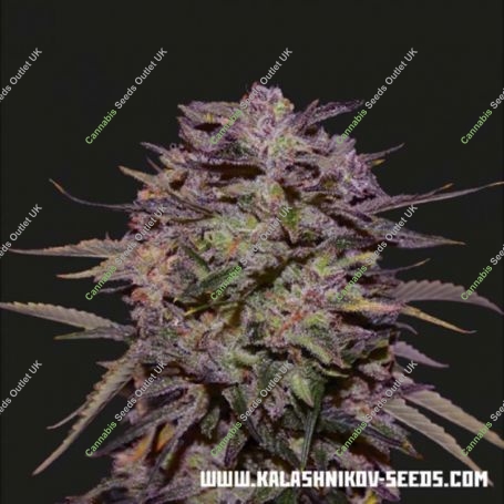 Purple Russian Express Feminized Marijuana Strain by Kalashnikov Seeds For Sale Online at Cannabis Seeds Outlet