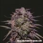 Purple Russian Express Feminized Marijuana Strain by Kalashnikov Seeds For Sale Online at Cannabis Seeds Outlet