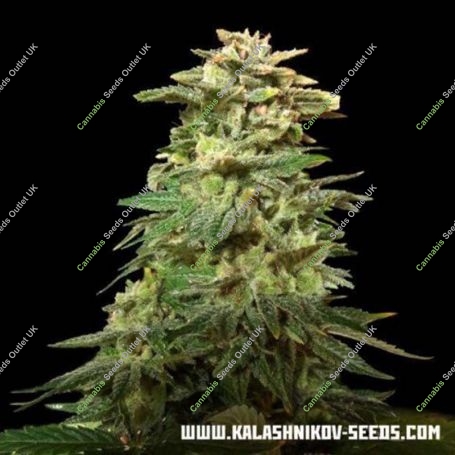 Siberian Harlequin Feminized Marijuana Strain by Kalashnikov Seeds For Sale Online at Cannabis Seeds Outlet