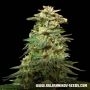 Siberian Harlequin Feminized Marijuana Strain by Kalashnikov Seeds For Sale Online at Cannabis Seeds Outlet