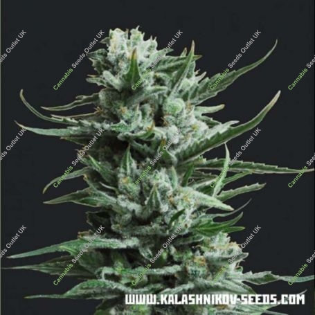 Siberian Haze Feminized Marijuana Strain by Kalashnikov Seeds For Sale Online at Cannabis Seeds Outlet