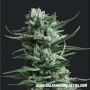 Siberian Haze Feminized Marijuana Strain by Kalashnikov Seeds For Sale Online at Cannabis Seeds Outlet