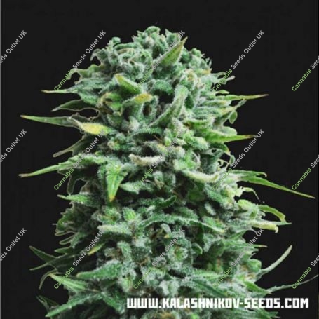 Siberian Haze Auto Feminized Marijuana Strain by Kalashnikov Seeds For Sale Online at Cannabis Seeds Outlet
