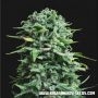 Siberian Haze Auto Feminized Marijuana Strain by Kalashnikov Seeds For Sale Online at Cannabis Seeds Outlet
