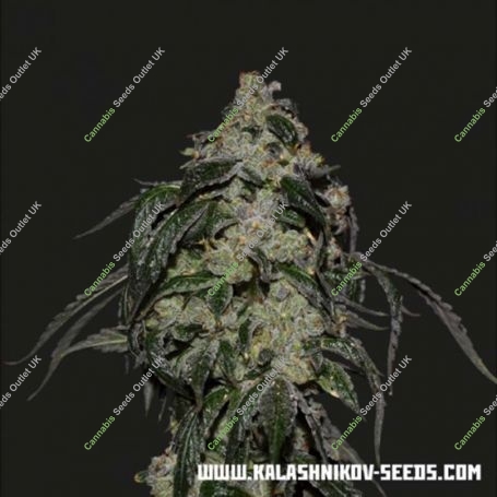 Soyuz OG Express Feminized Marijuana Strain by Kalashnikov Seeds For Sale Online at Cannabis Seeds Outlet
