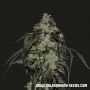 Soyuz OG Express Feminized Marijuana Strain by Kalashnikov Seeds For Sale Online at Cannabis Seeds Outlet