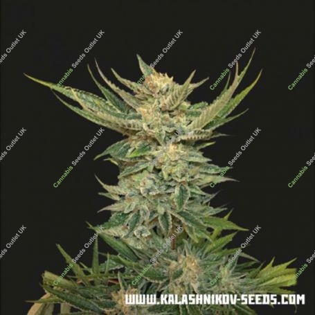 Vodka Lemon Feminized Marijuana Strain by Kalashnikov Seeds For Sale Online at Cannabis Seeds Outlet
