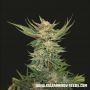 Vodka Lemon Feminized Marijuana Strain by Kalashnikov Seeds For Sale Online at Cannabis Seeds Outlet