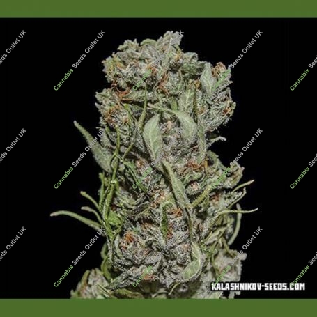 White Critical Express Feminized Marijuana Strain by Kalashnikov Seeds For Sale Online at Cannabis Seeds Outlet