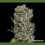 White Critical Express Feminized Marijuana Strain by Kalashnikov Seeds For Sale Online at Cannabis Seeds Outlet