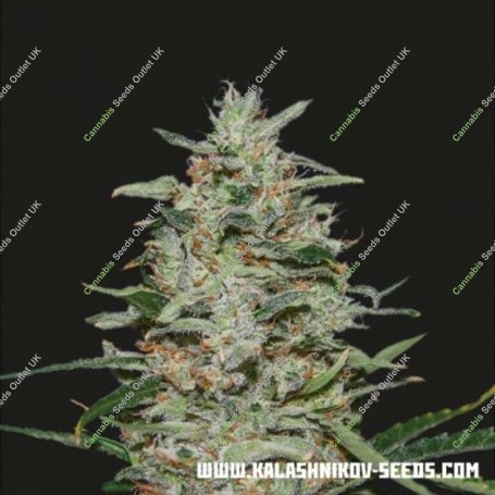 White Russian OG Feminized Marijuana Strain by Kalashnikov Seeds For Sale Online at Cannabis Seeds Outlet