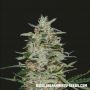 White Russian OG Feminized Marijuana Strain by Kalashnikov Seeds For Sale Online at Cannabis Seeds Outlet