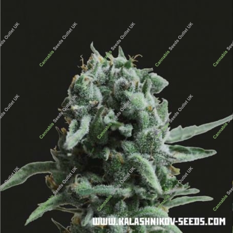 White Widow 47 Feminized Marijuana Strain by Kalashnikov Seeds For Sale Online at Cannabis Seeds Outlet