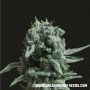 White Widow 47 Feminized Marijuana Strain by Kalashnikov Seeds For Sale Online at Cannabis Seeds Outlet