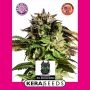 American Stafford Feminized Marijuana Strain by Kera Seeds For Sale Online at Cannabis Seeds Outlet