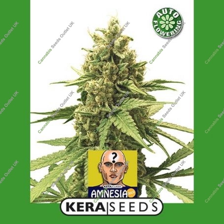Amnesia Automatic Feminized Marijuana Strain by Kera Seeds For Sale Online at Cannabis Seeds Outlet