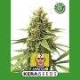 Amnesia Automatic Feminized Marijuana Strain by Kera Seeds For Sale Online at Cannabis Seeds Outlet