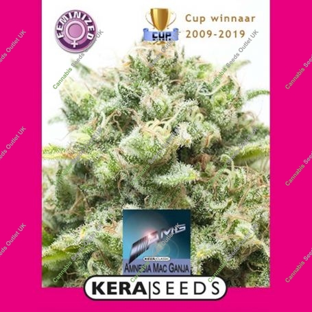 Amnesia Mac Ganja Feminized Marijuana Strain by Kera Seeds For Sale Online at Cannabis Seeds Outlet