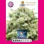 Amnesia Mac Ganja Feminized Marijuana Strain by Kera Seeds For Sale Online at Cannabis Seeds Outlet