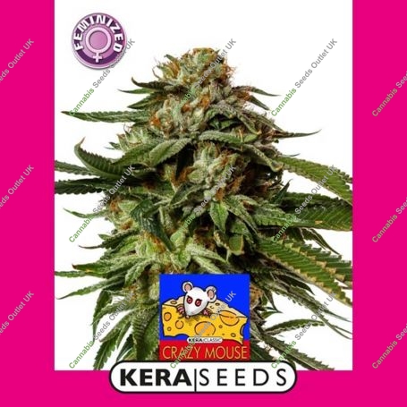 Amsterdam Cheese Marijuana Strain by Kera Seeds For Sale Online at Cannabis Seeds Outlet