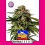Amsterdam Cheese Marijuana Strain by Kera Seeds For Sale Online at Cannabis Seeds Outlet