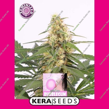 Bubblegum Feminized Marijuana Strain by Kera Seeds For Sale Online at Cannabis Seeds Outlet