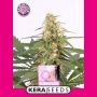 Bubblegum Feminized Marijuana Strain by Kera Seeds For Sale Online at Cannabis Seeds Outlet