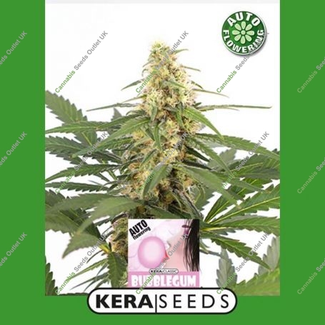 Bubblegum Auto Feminized Marijuana Strain by Kera Seeds For Sale Online at Cannabis Seeds Outlet