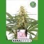 Bubblegum Auto Feminized Marijuana Strain by Kera Seeds For Sale Online at Cannabis Seeds Outlet