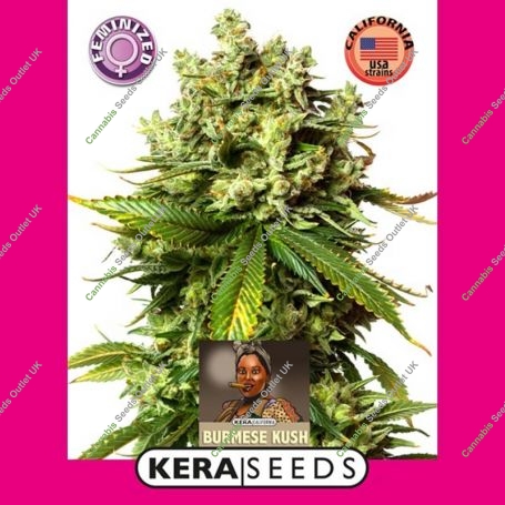 Burmese Kush Feminized Marijuana Strain by Kera Seeds For Sale Online at Cannabis Seeds Outlet