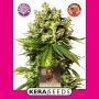 Burmese Kush Feminized Marijuana Strain by Kera Seeds For Sale Online at Cannabis Seeds Outlet