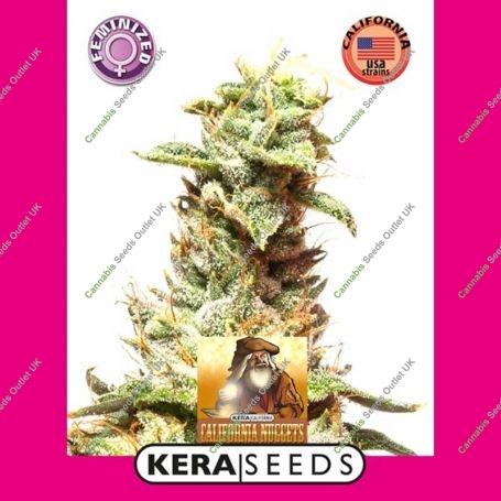 California Nuggets Feminized Marijuana Strain by Kera Seeds For Sale Online at Cannabis Seeds Outlet