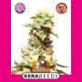 California Nuggets Feminized Marijuana Strain by Kera Seeds For Sale Online at Cannabis Seeds Outlet